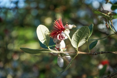 Feijoa flowers on a blurred green background.の写真素材