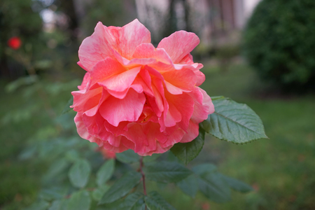 Flower lush orange rose on a blurred green background.の写真素材