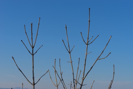 branch without leaves on a blue sky background.の写真素材