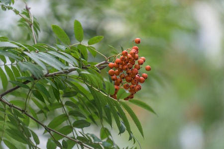 The berries on the green blurred background.の写真素材