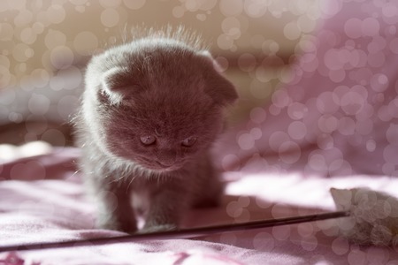 Portrait of a small gray Scottish kitten on a pink background.の写真素材