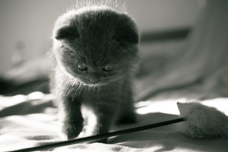 Portrait of a small grey Scottish kitten on a blurred background.の写真素材