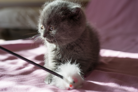 Portrait of a small gray Scottish kitten on a pink background.の写真素材