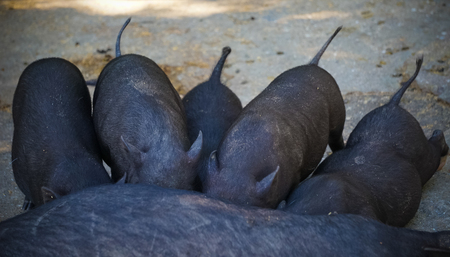 Feeding little black piglets.の写真素材