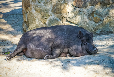 portrait of a pig sleeping on the ground on a Sunny dayの写真素材