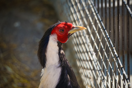 Portrait of colorful chicken close-upの写真素材