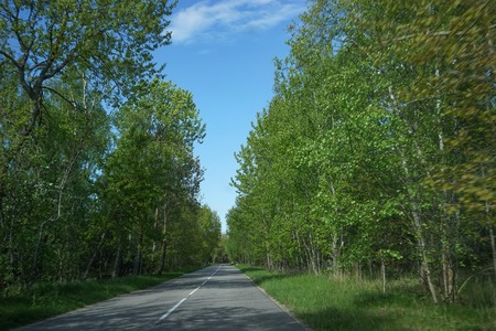 Landscape with the road to the Curonian spit, Kaliningrad region.の写真素材