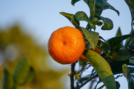 Natural background with sick tangerine and spoiled leaves on blue sky backgroundの写真素材