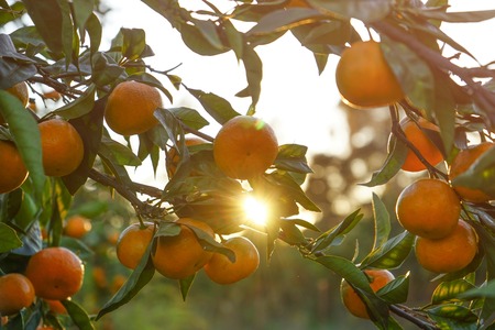 Natural background with tangerine branches and fruits on blue sky backgroundの写真素材