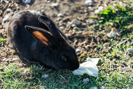 Rabbit with black-and-brown coat sits on green the grass on a glade in solar weather.の写真素材