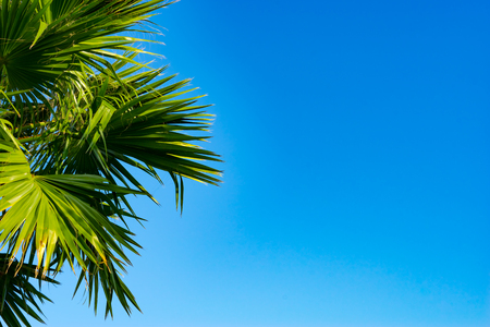 The tops of the palm trees with fan shaped leaves on a clear blue skyの写真素材