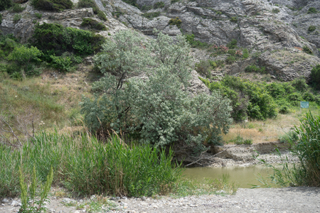Natural landscape with plants and vegetation on a rocky backgroundの写真素材