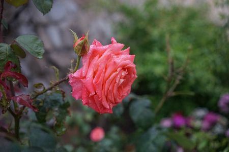 Orange roses with water drops on dark green backgroundの写真素材