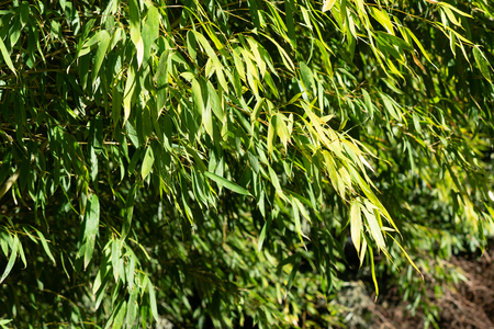 Natural green background with bamboo leaves.の写真素材