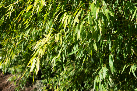 Natural green background with bamboo leaves.の写真素材