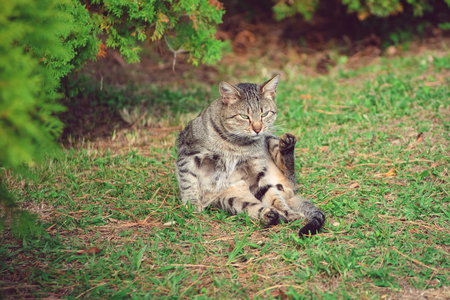 Beautiful striped cat on a background of green grass.の写真素材