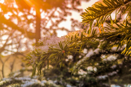 Natural background with fir branches and snow.