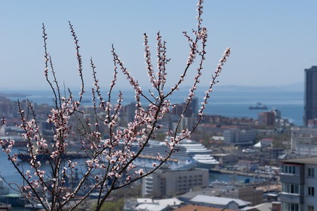 Flowering branches of a fruit tree on a blurred background of the urban landscapeの写真素材