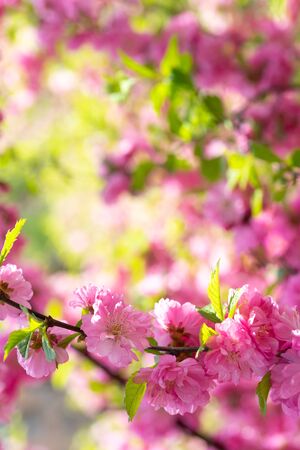 Delicate pink cherry flowers on a blurred romantic background., beautiful summer backgroundの写真素材
