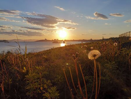 Seascape at sunset against a field of dandelions. Beauty of natureの写真素材