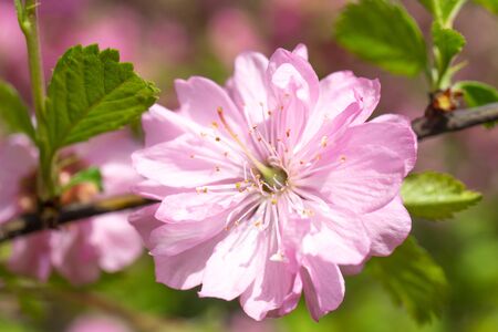 Delicate pink cherry flowers on a blurred romantic background., beautiful summer backgroundの写真素材