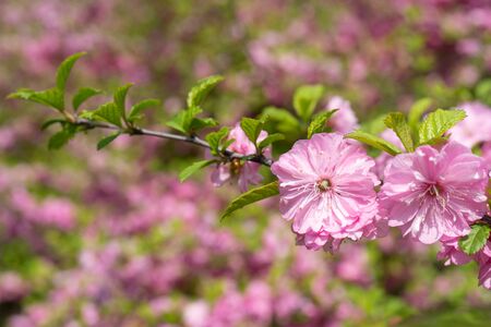Delicate pink cherry flowers on a blurred romantic background., beautiful summer backgroundの写真素材