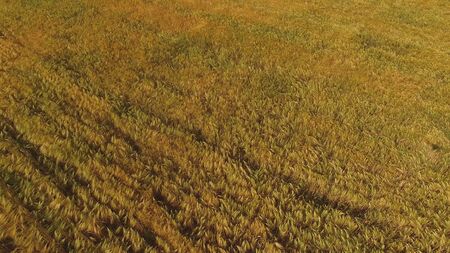 Fields of wheat at the end of summer fully ripeの写真素材