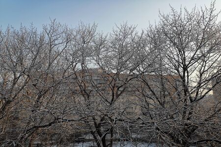 Trees in the snowy frost on the background of the urban landscape.の写真素材