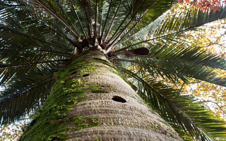 Natural background with palm trunk and leavesの写真素材