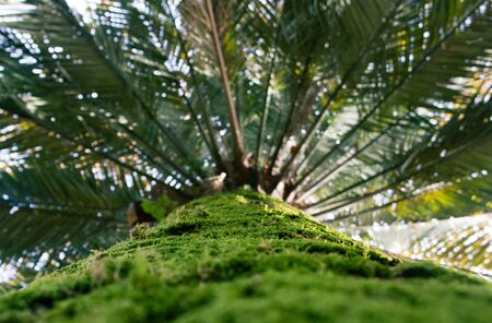 Natural background with palm trunk and leavesの写真素材
