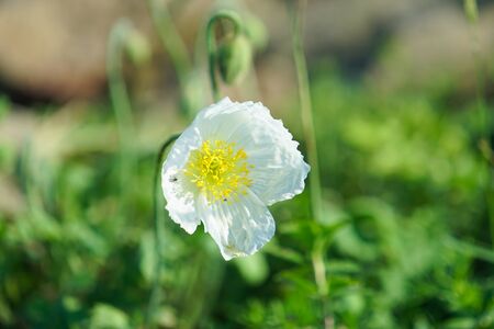 Floral background with white far Eastern poppy.の写真素材