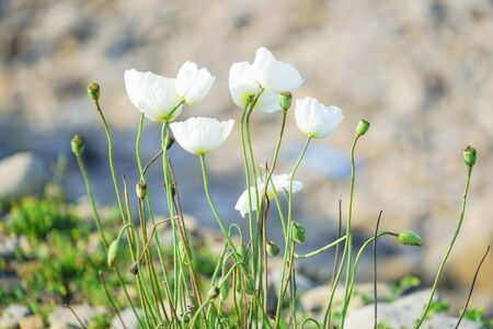 Floral background with white far Eastern poppy.の写真素材