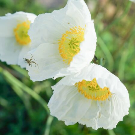 Floral background with white far Eastern poppy.の写真素材