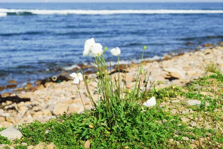 Floral background with white far Eastern poppy.の写真素材