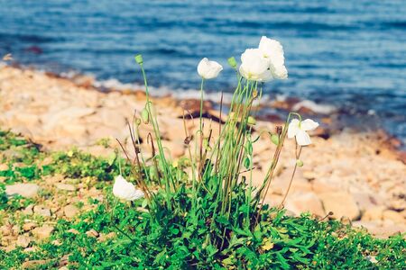 Floral background with white far Eastern poppy.の写真素材