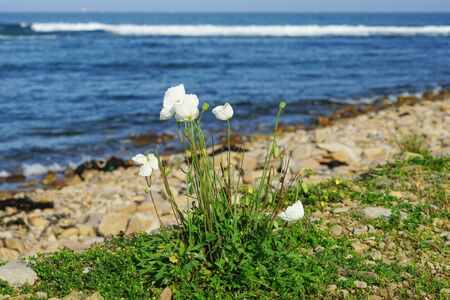 Floral background with white far Eastern poppy.の写真素材