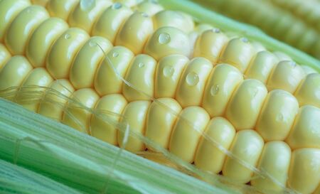 Natural background with corn cob close-up.の写真素材