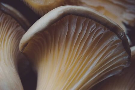 Natural background with corn cob close-up.の写真素材