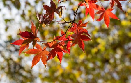 Natural background with red maple leavesの写真素材