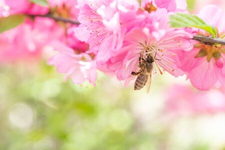 delicate pink floral background with Sakura flowers.の写真素材