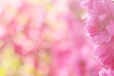 delicate pink floral background with Sakura flowers.の写真素材
