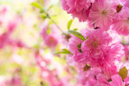 delicate pink floral background with Sakura flowers.の写真素材