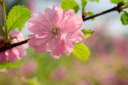 delicate pink floral background with Sakura flowers.の写真素材
