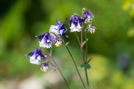 Aqualegia flowers on a green blurred background on a Sunny day.の写真素材