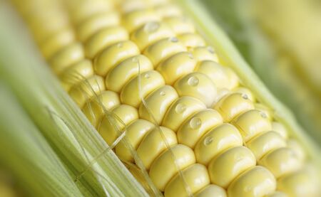 Natural background with young corn and water drops. For design and networkingの写真素材
