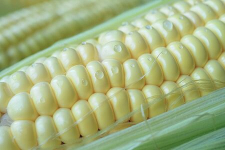 Natural background with young corn and water drops. For design and networkingの写真素材