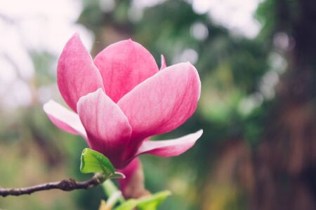 Pink Magnolia flower on blurred background. Beauty of nature.の写真素材