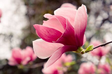 Pink Magnolia flower on blurred background.の写真素材