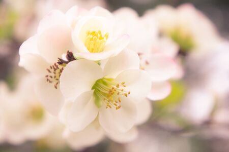 Pink flowers of the Japan quince on blurred background.の写真素材