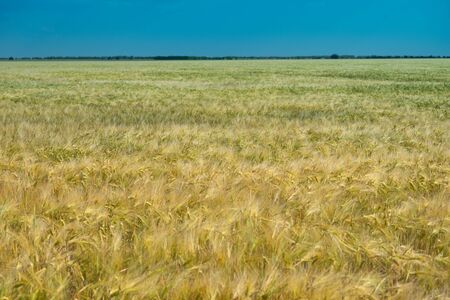 Wheat field. Agricultural field with different varieties of wheat, near Evpatoria. Cultivation of different varieties of grain cropsの写真素材